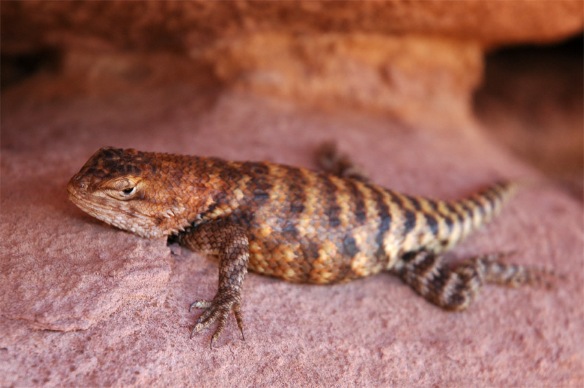 Legunek (Spiny-lizard)