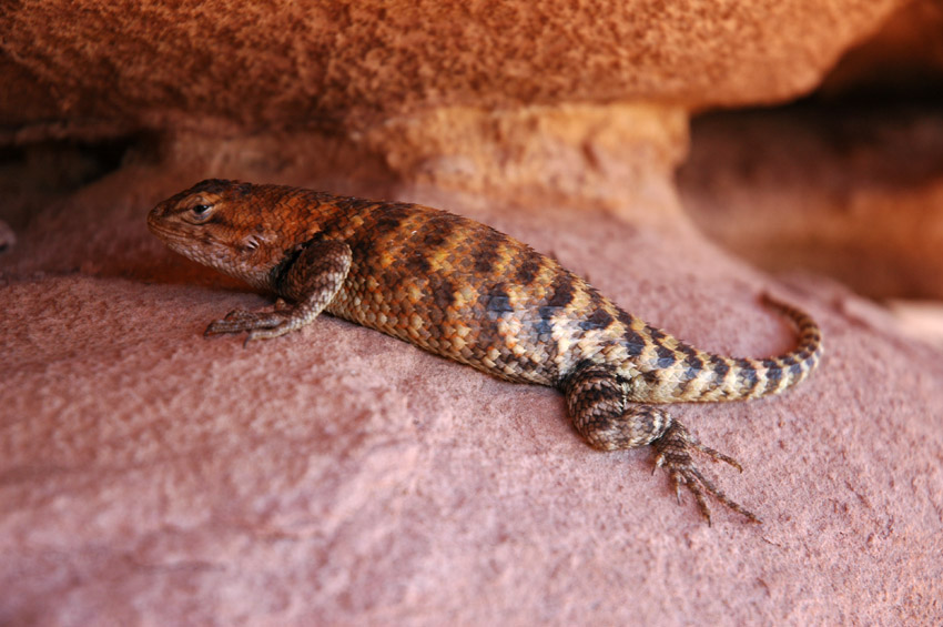 Legunek (Spiny-lizard)