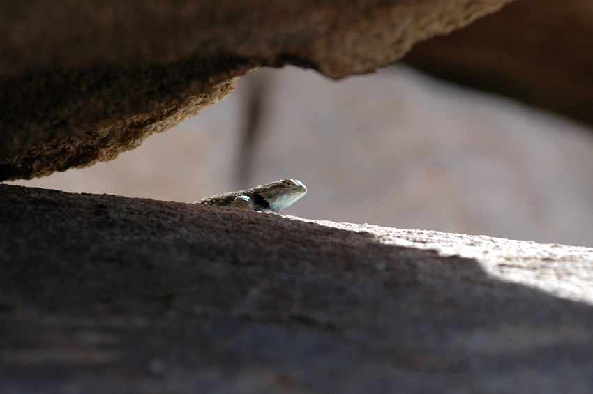 Legunek (Spiny-lizard)