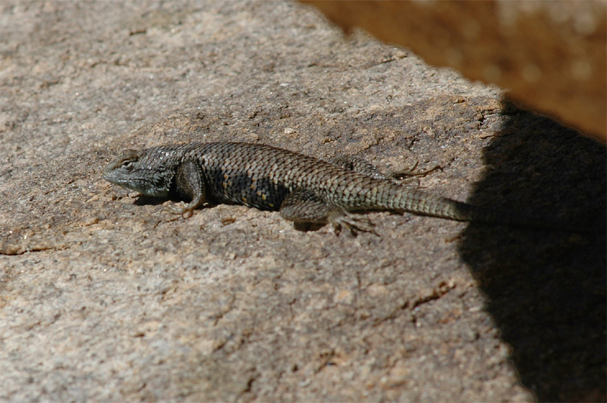 Legunek (Spiny-lizard)