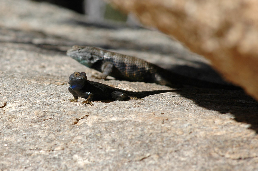 Legunek (Spiny-lizard)