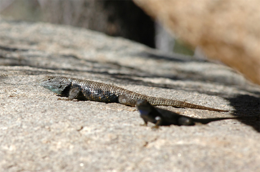 Legunek (Spiny-lizard)