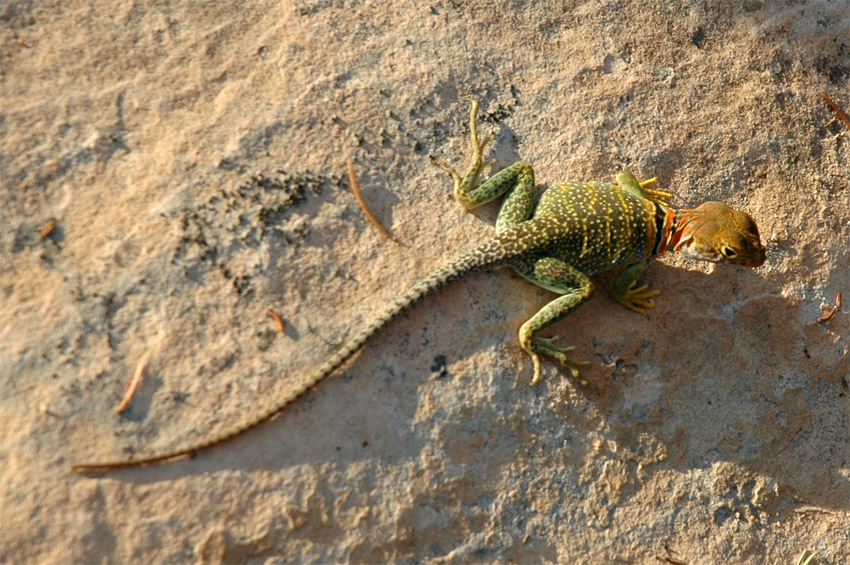 Legunek obojkov (Eastern Collared Lizard)