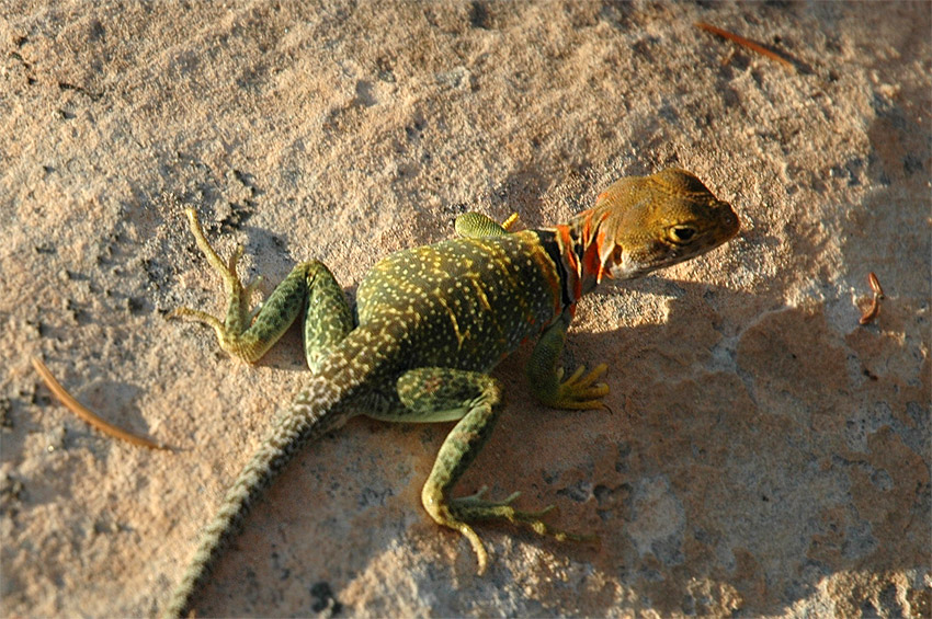 Legunek obojkov (Eastern Collared Lizard)