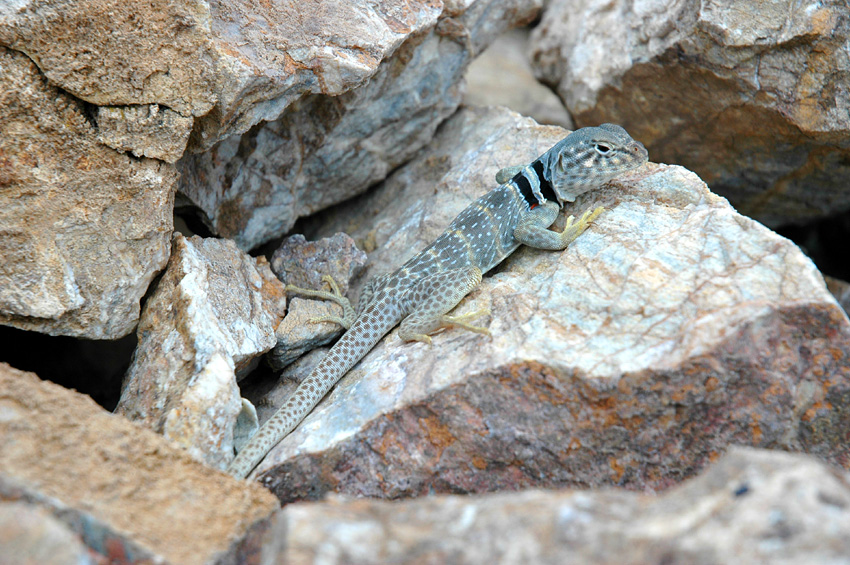 Legunek obojkov (Eastern Collared Lizard)