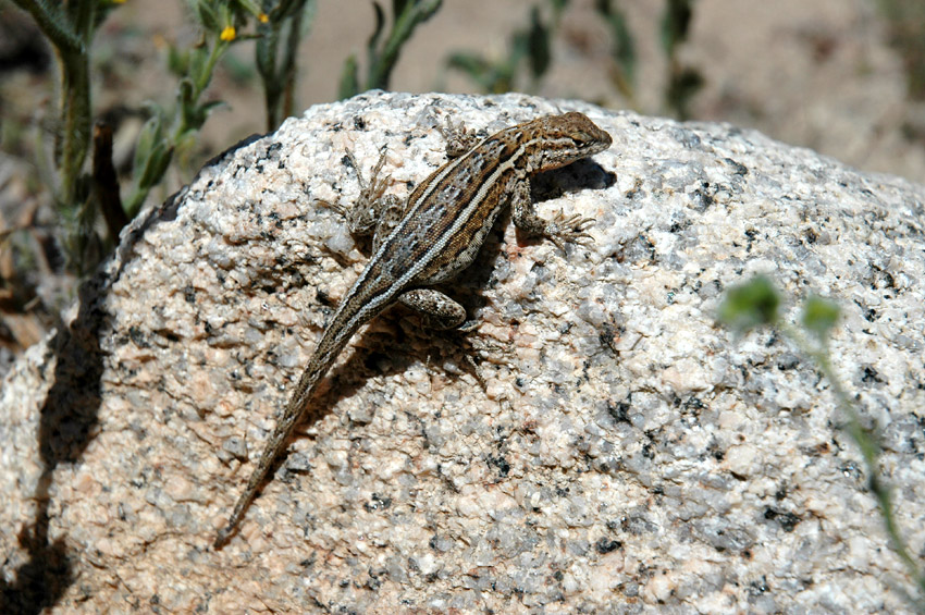 Legunek pestr (Side-blotched lizard)