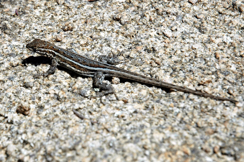 Legunek pestr (Side-blotched lizard)