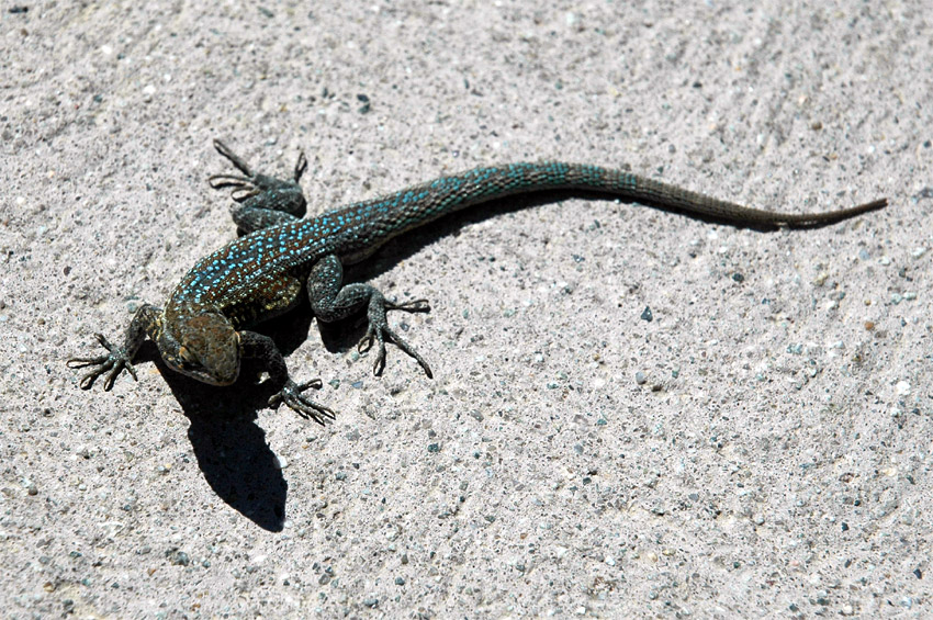 Legunek pestr (Side-blotched lizard)