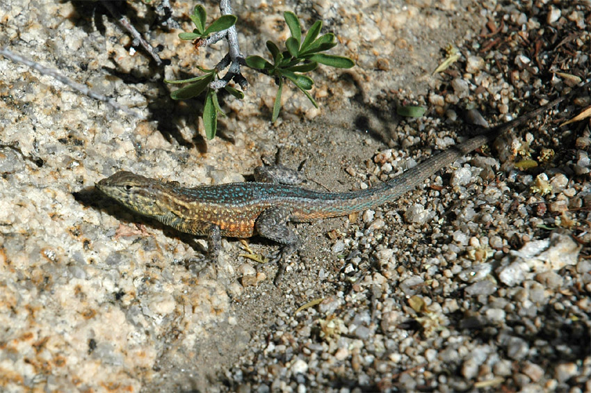 Legunek pestr (Side-blotched lizard)