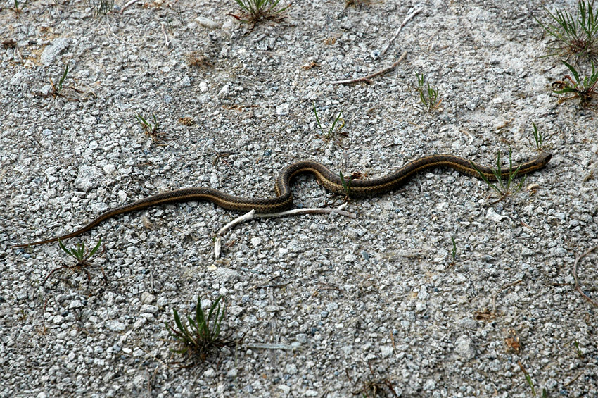 Uovka proukovan (Garter snake)