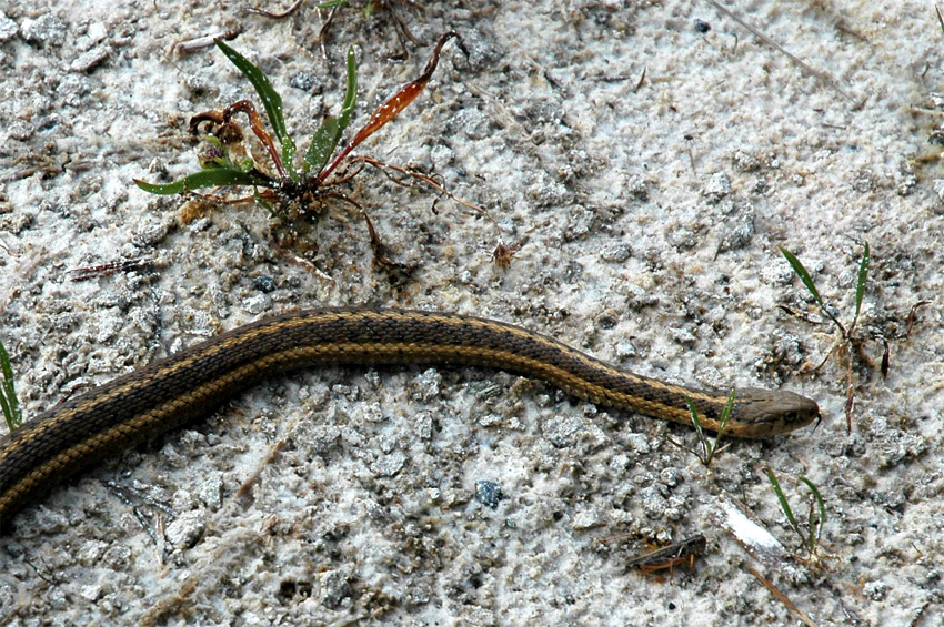 Uovka proukovan (Garter snake)