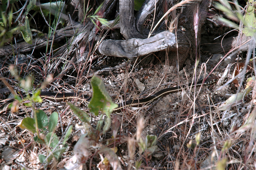 Uovka proukovan (Garter snake)