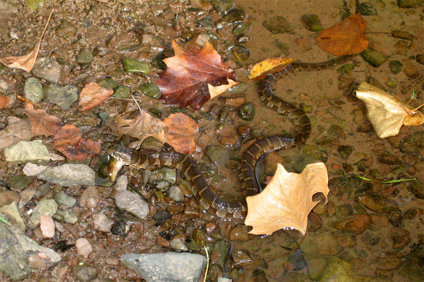 Uovka mokasnov (Northern Water Snake)