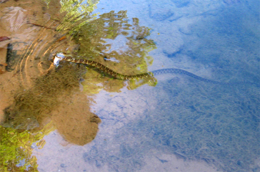 Uovka mokasnov (Northern Water Snake)