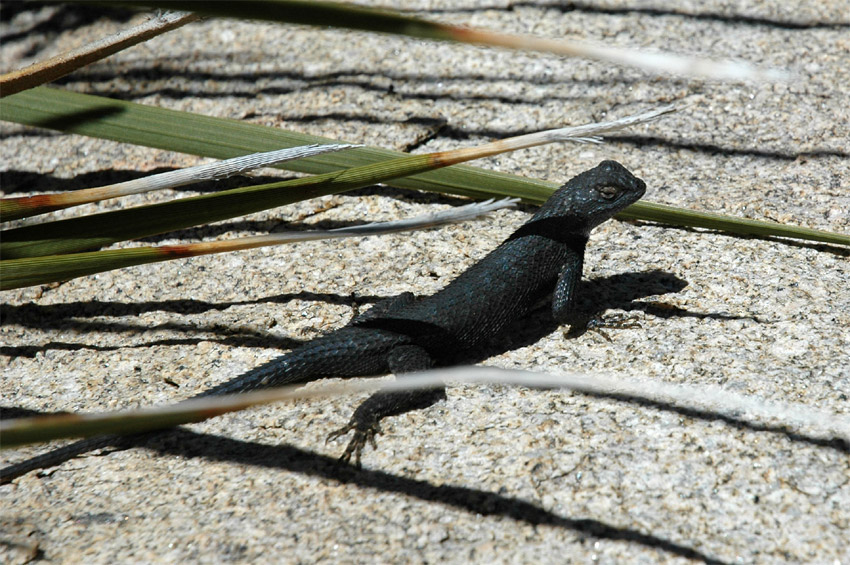 Western Fence Lizard