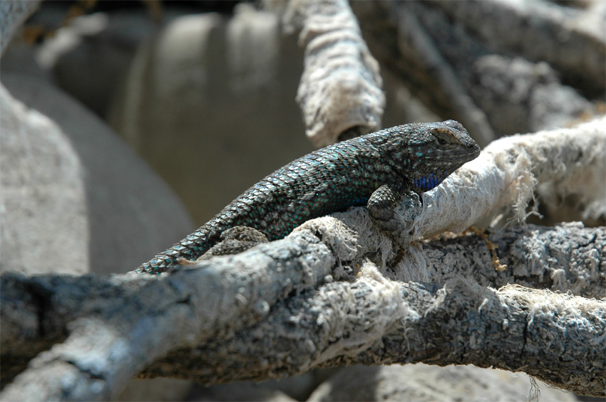 Western Fence Lizard