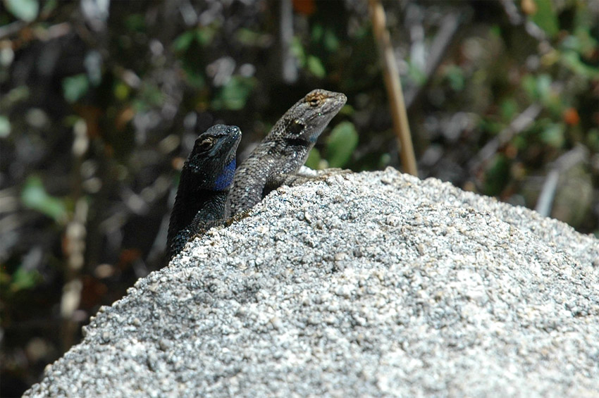 Western Fence Lizard