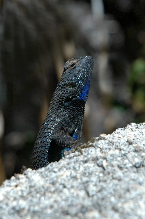 Western Fence Lizard