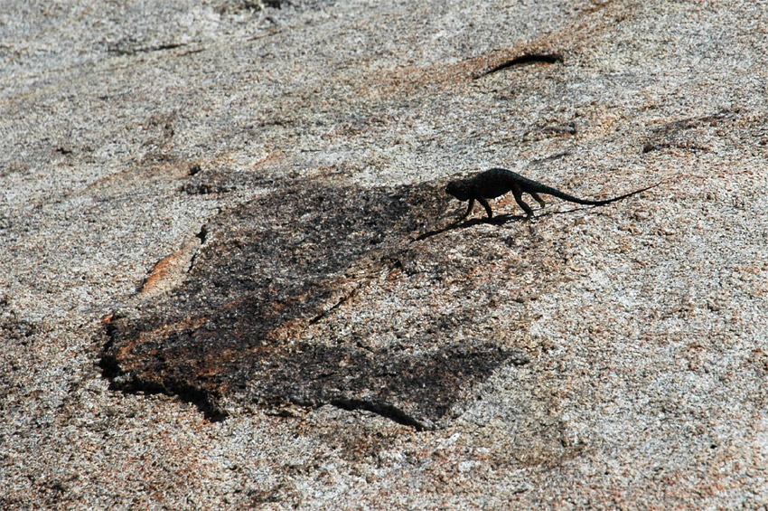 Western Fence Lizard