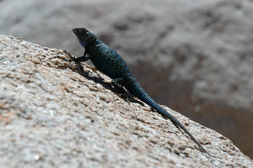 Western Fence Lizard