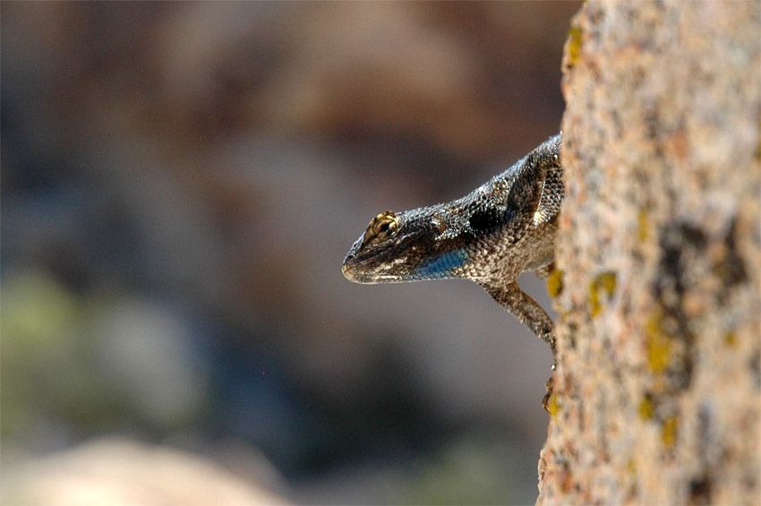 Western Fence Lizard