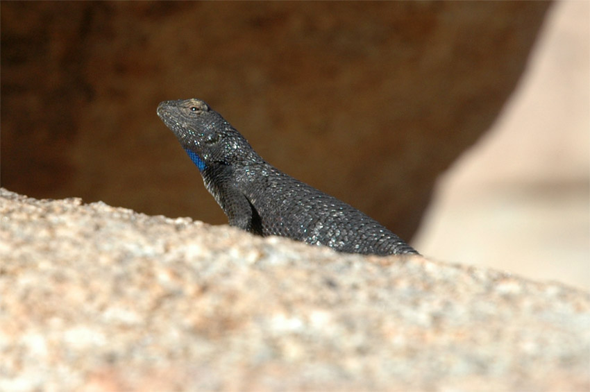 Western Fence Lizard