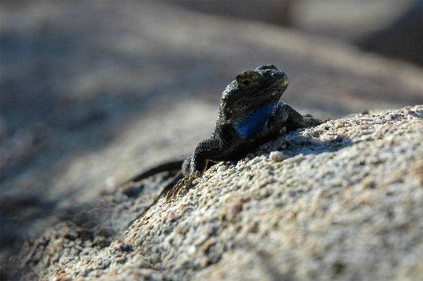 Western Fence Lizard