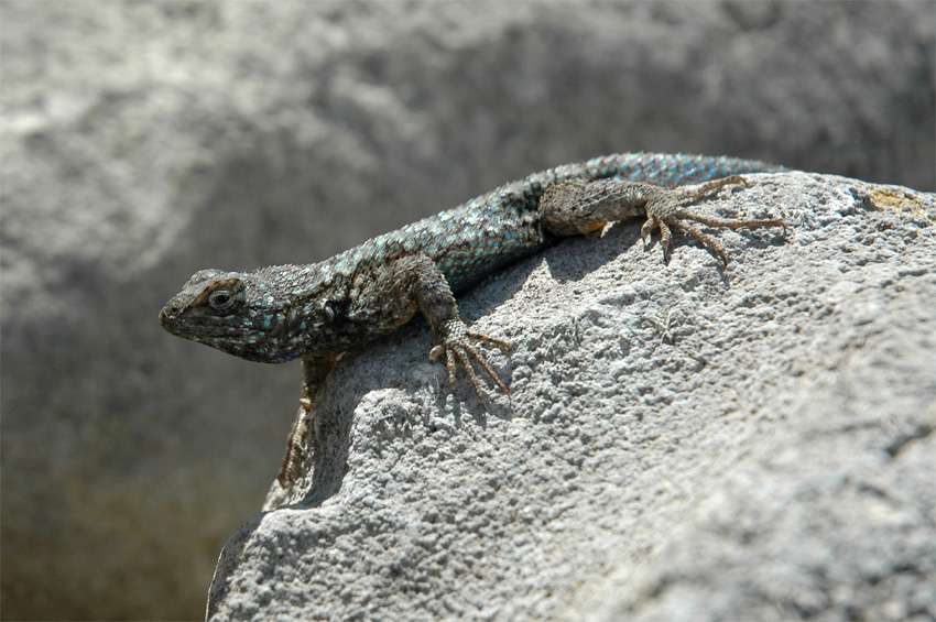 Western Fence Lizard