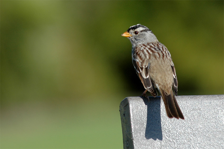 Strnadec blokorunkat (White-crowned Sparrow)