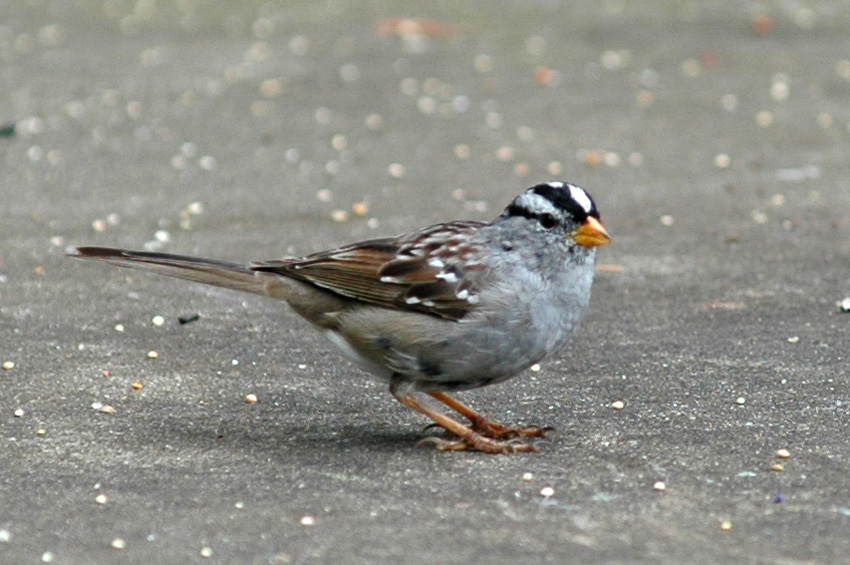 Strnadec blokorunkat (White-crowned Sparrow)