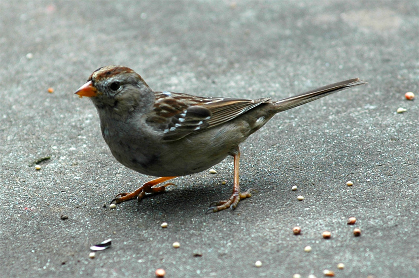 Strnadec blokorunkat (White-crowned Sparrow)