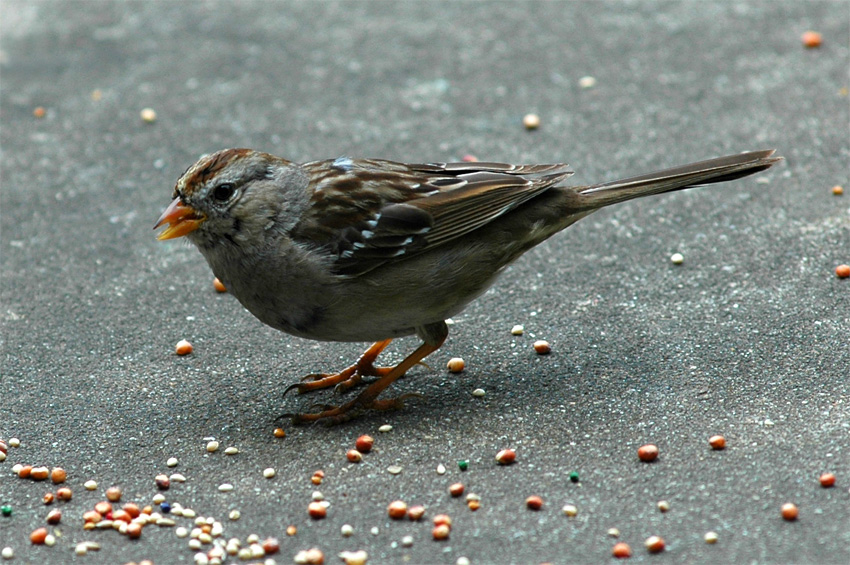 Strnadec blokorunkat (White-crowned Sparrow)