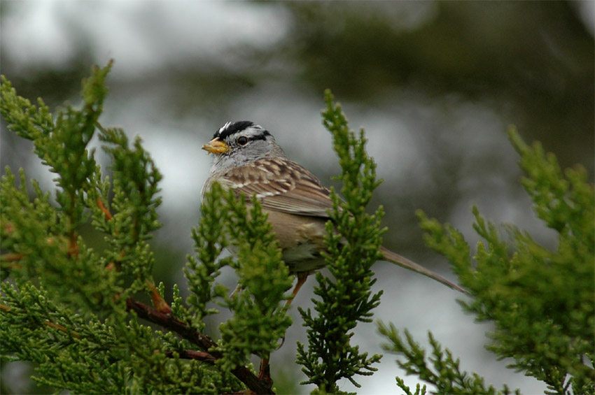 Strnadec blokorunkat (White-crowned Sparrow)