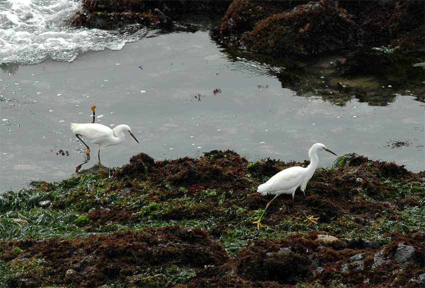 Volavka blostn (Snowy Egret)