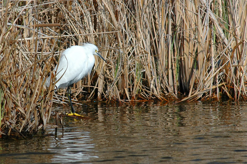 Volavka blostn (Snowy Egret)