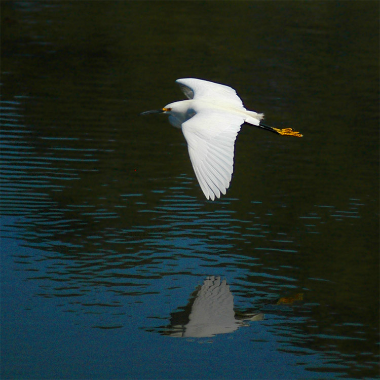 Volavka blostn (Snowy Egret)