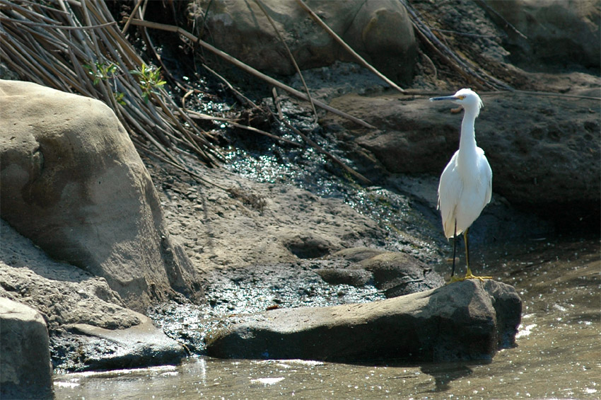 Volavka blostn (Snowy Egret)