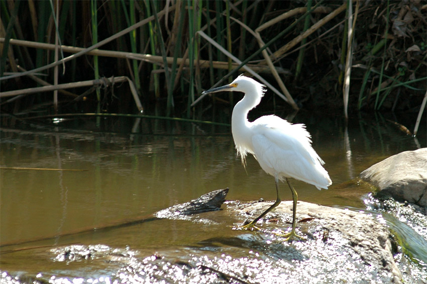 Volavka blostn (Snowy Egret)