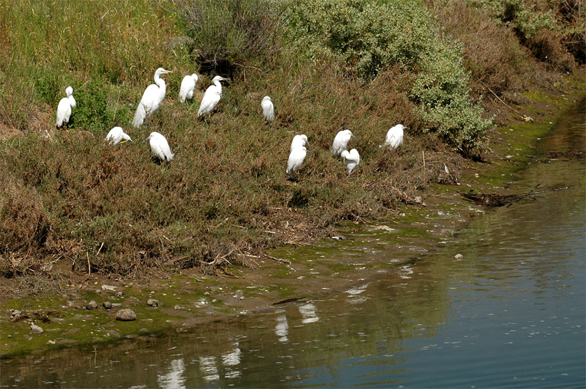 Volavka blostn (Snowy Egret)