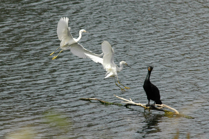 Volavka blostn (Snowy Egret)