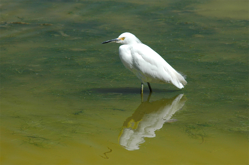 Volavka blostn (Snowy Egret)