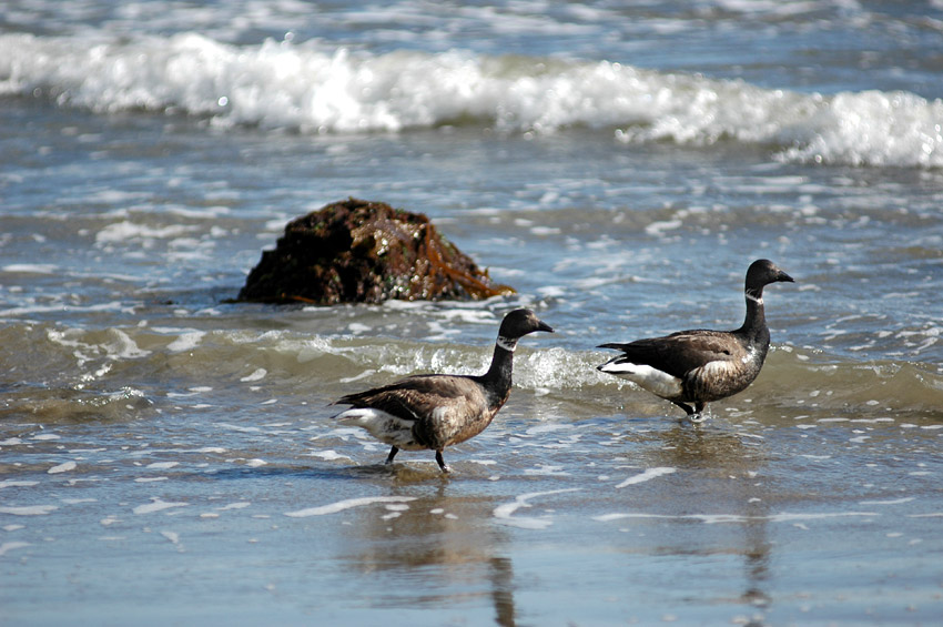 Berneka tmav (Brent Goose)