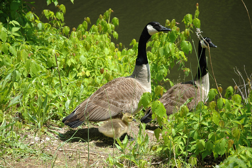 Berneka velk (Canada Goose)