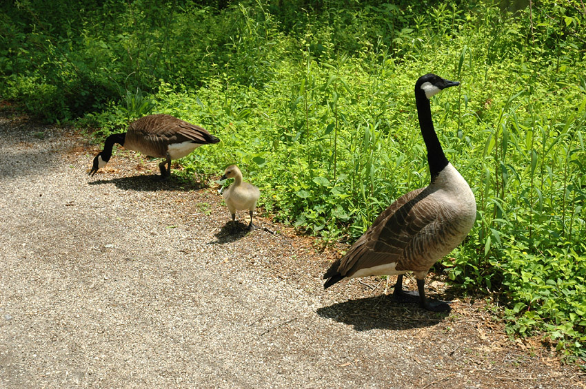 Berneka velk (Canada Goose)