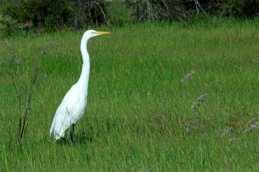 Volavka bl (Great Egret)