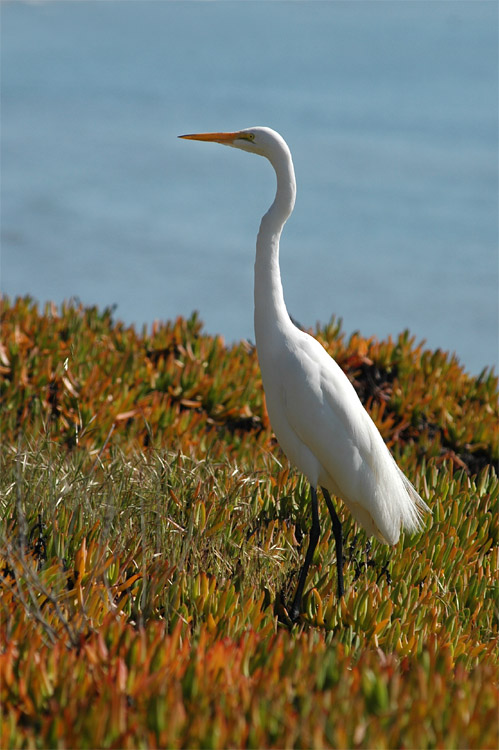 Volavka bl (Great Egret)