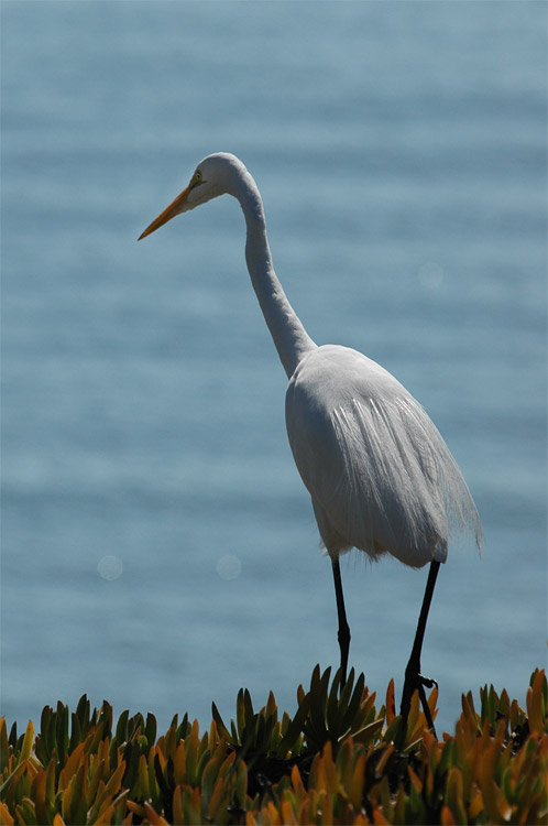 Volavka bl (Great Egret)