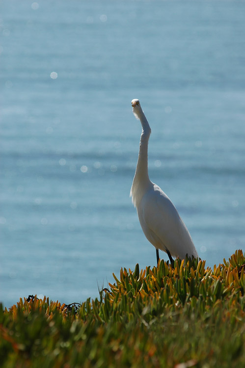 Volavka bl (Great Egret)