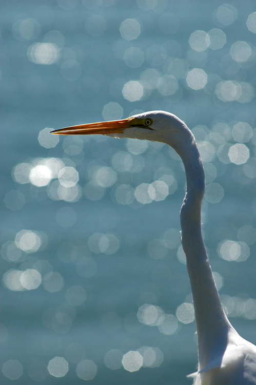 Volavka bl (Great Egret)