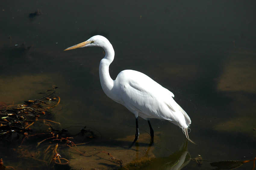 Volavka bl (Great Egret)